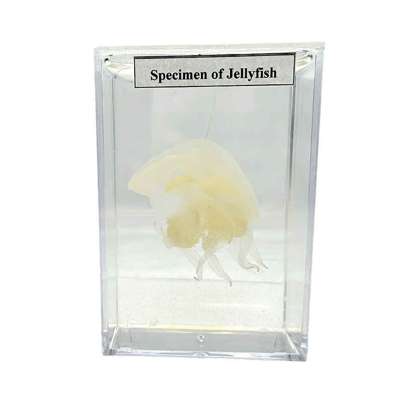Teaching specimens are used for experimental research on animal specimens and jellyfish